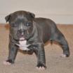 4 blaue Nase Pitbull Welpen