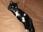 Katze Vermisst