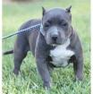 Rote und blaue Nase pitbull Welpen Rüden Hündinnen