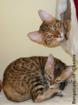 Bengalcats of Chadna Bengal Kitten mit TICA-Papieren vom Hobbyzüchter