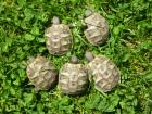 Griechische Landschildkröten