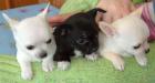 Chihuahua Welpen zu verkaufe