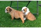 Super nette englische Bulldogge-Welpen