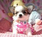 Traumhaft schöne Chihuahua Welpen