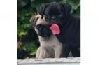 Reinrassiger Mops Welpe zu verkaufen WhatsApp 4915145672158 .