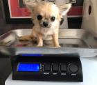 Typische Chihuahua Welpen für rehoming 580 729-6143