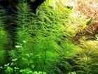 Guyana Tausendblatt Bündel Aquarienpflanzen Versand/ Abholung