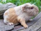 Rassemeerschweinchen aus Hobbyzucht versch. Rassen u. Farben