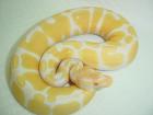 Verkaufe meine 1. 1 Albino Königs