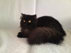 DRINGEND Perserkatze sucht neues Heim
