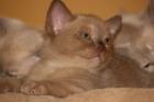 Biete Burma Burmesen Kitten in den Farben creme lilac-tortie u. chocolate