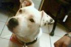 Doggo Argentinio Hündin 11 Monate in Niedersachsen gestohlen und nach Bayern Ver