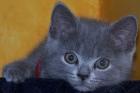 BKH blau babys
