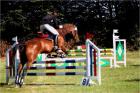 Suche Reitbeteiligung in Norderstedt