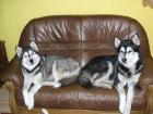 5 reinrassige siberische Husky-Welpen