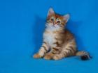 Sibirische Katzenkinder goldene Farbe