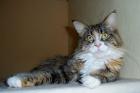 Reinrassige Maine Coon mit Papieren - dringend- in gute Hände