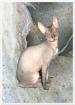 DON SPHYNX KATERCHEN