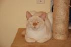 GESUCHT Thai Lebensabschnittsgefährte