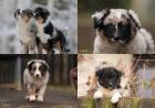 Australian Shepherd Welpen