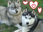 Siberian-Husky-Welpen aus VDH/FCI/DCNH-Zucht C-Wurf geplant Sommer 2022