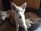 Weißer Schäferhund Junghund Familien- und Kinderhund