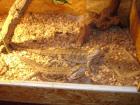 Bartagamenpärchen /grüner leguan weiblich sterilisiert günstig zu verkaufen