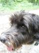 Kostenlos für Hundefreunde