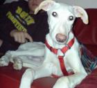 Windhund Leo sucht eigene Familie