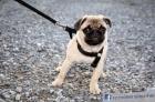 8 Monate alter Mops sucht neues zuhause