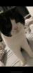 Scottish fold/bkh Katzen